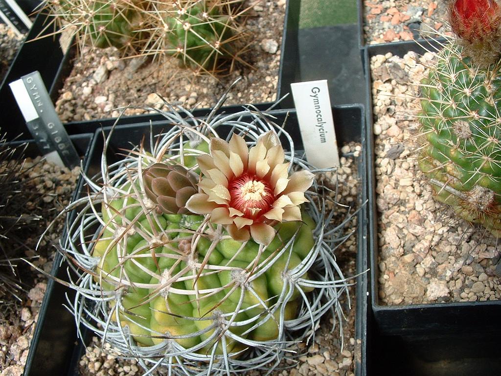 Gymnocalycium spec..JPG